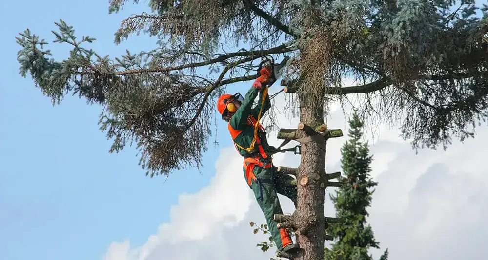 Blog image on Cutting and Processing Trees: Safety Concerns