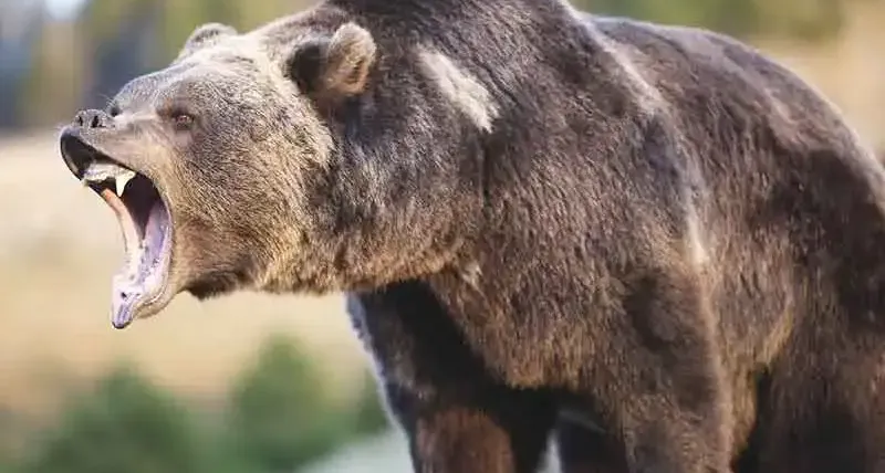 Blog image on Zookeeping Safety