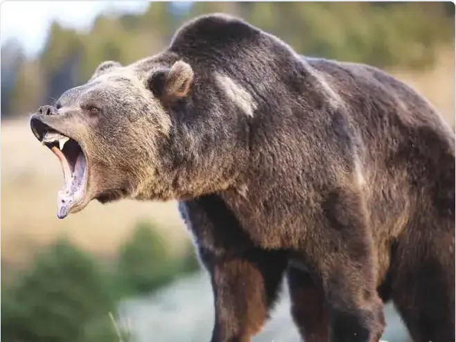 Sensibilisation à la faune et aux ours Cours de formation en ligne