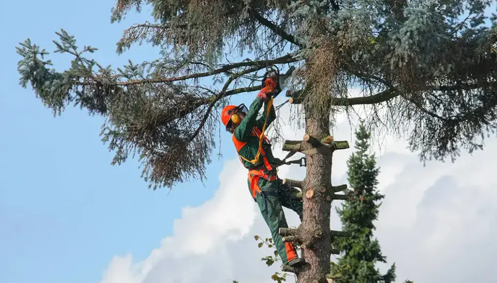eSafetyFirst - Cutting and Processing Trees: Safety Concerns