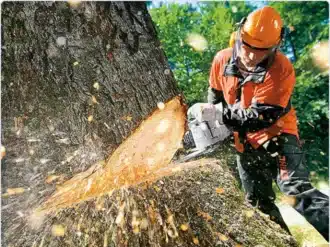 Chainsaw Safety Online Training course