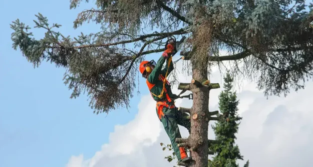 eSafetyFirst - Cutting and Processing Trees: Safety Concerns